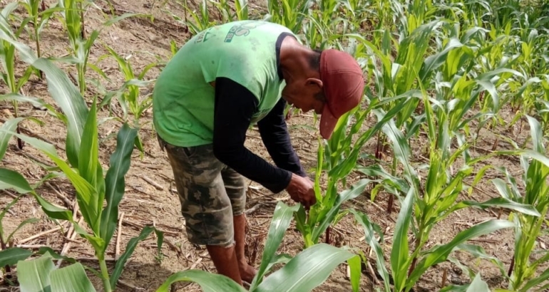 Tim Laboratorium Agens Hayati Bersama UPTD BPTPH Lakukan Inovasi Uji Agens Hayati Terhadap OPT Ulat Grayak pada Tanaman Jagung