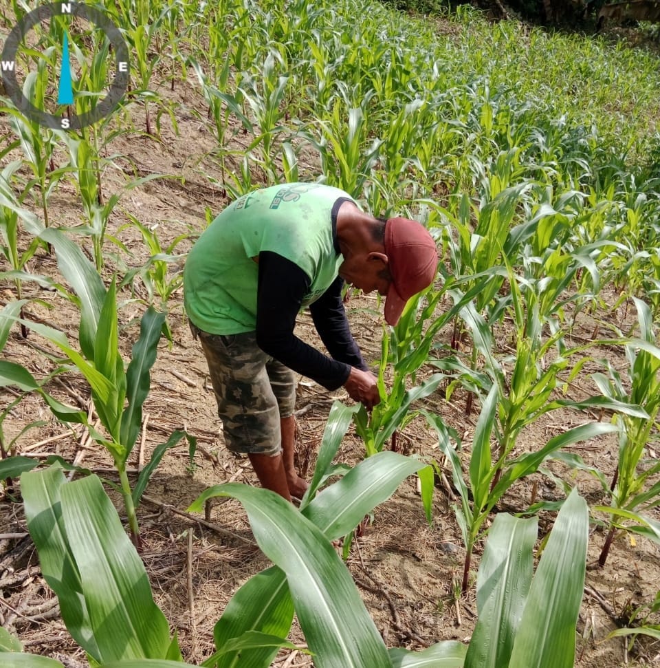 Tim Laboratorium Agens Hayati Bersama UPTD BPTPH Lakukan Inovasi Uji Agens Hayati Terhadap OPT Ulat Grayak pada Tanaman Jagung